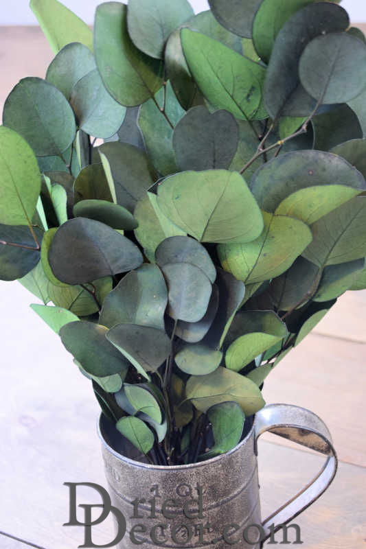 Preserved Populus Eucalyptus Bunch - Green