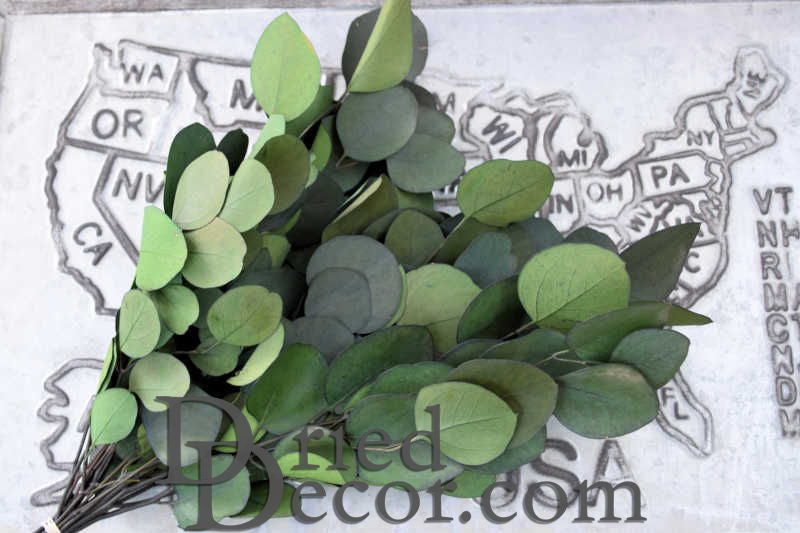 Preserved Populus Eucalyptus Bunch - Green