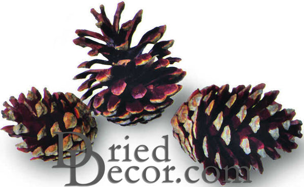 Jack Pine Cones - Natural Jack Pinecones