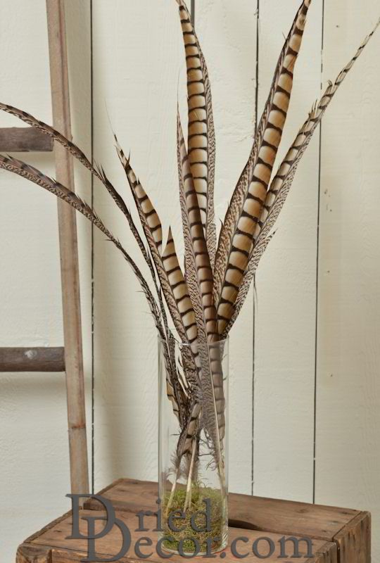 Lady Amhurst Feathers 30-35 inches