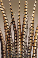 Bundle of natural dried Lady Amhurst feathers 30-35 inches, wholesale bulk set of six bunches.