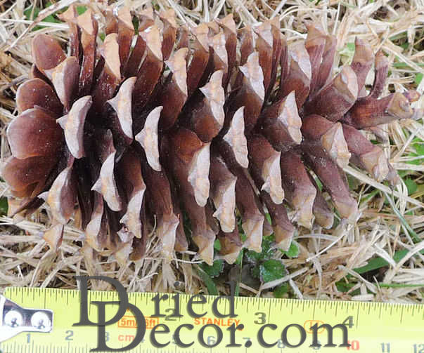 Loblolly Pine Cones - Natural Loblolly Cones
