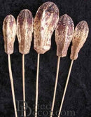 Five dried mahogany pods on wooden stems with natural brown and beige tones, wholesale bulk decor.