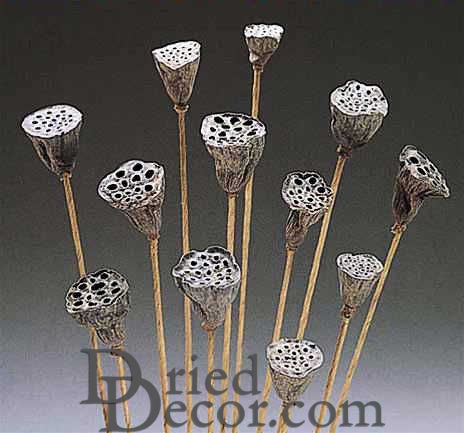 Dried Mini Lotus Pods