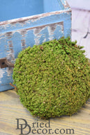 Round bundle of natural dried moss in bulk green tones next to rustic blue wooden box.