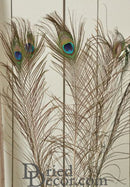 Bulk natural dried peacock eye feathers with iridescent blue, green, and brown hues, arranged in 18 bunches.