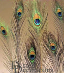 Bulk dried natural peacock eye feathers with iridescent blue and green hues in 18 bunches.
