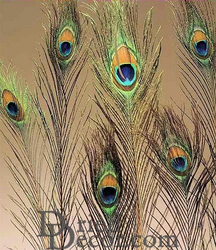 Peacock Eye Feathers - Buy Peacock Feathers