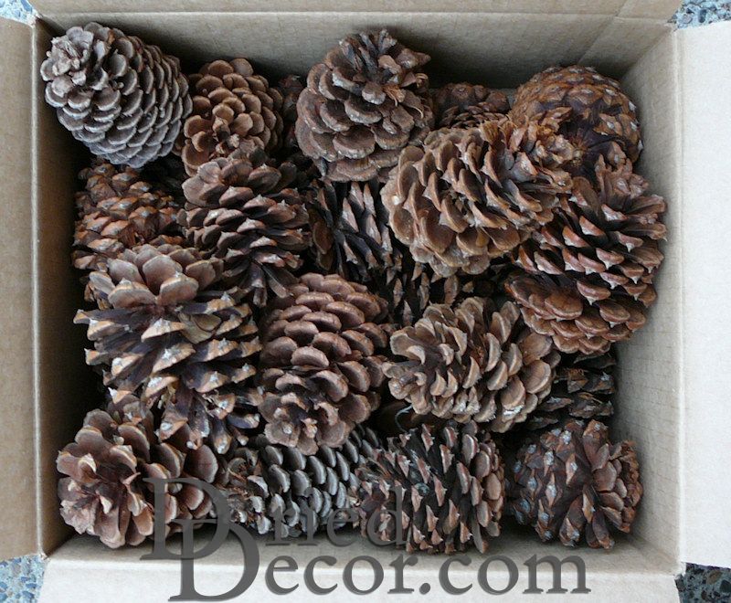 Strobus Natural Pine Cones (White Pine Cones) - Case of 300 Pine Cones by Dried Decor