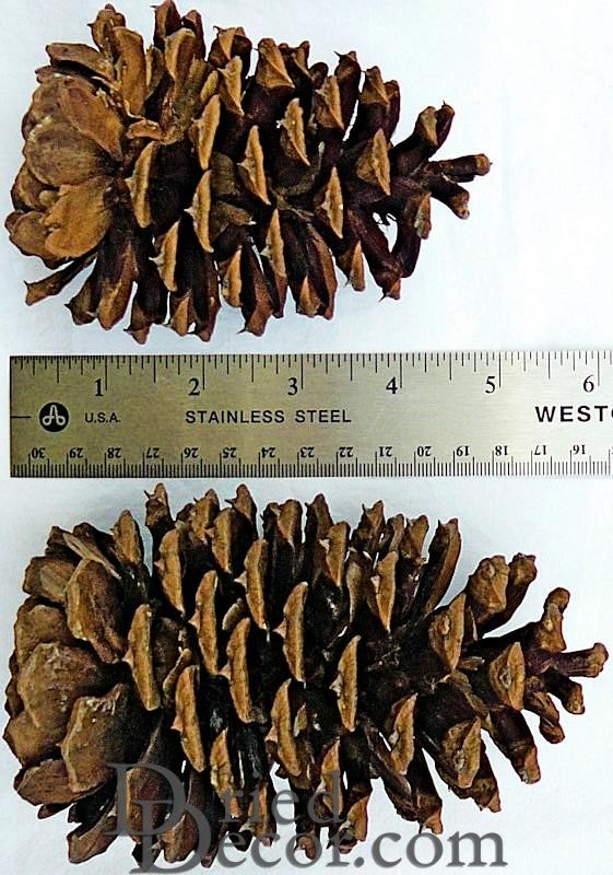 Ponderosa Pine Cone Box