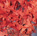 Bulk dried natural persimmon oak leaves in vibrant orange, wholesale 25-pound case.