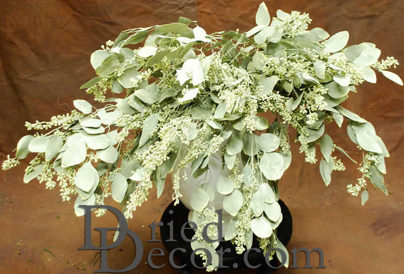 Preserved Seeded Eucalyptus Branches - Colors