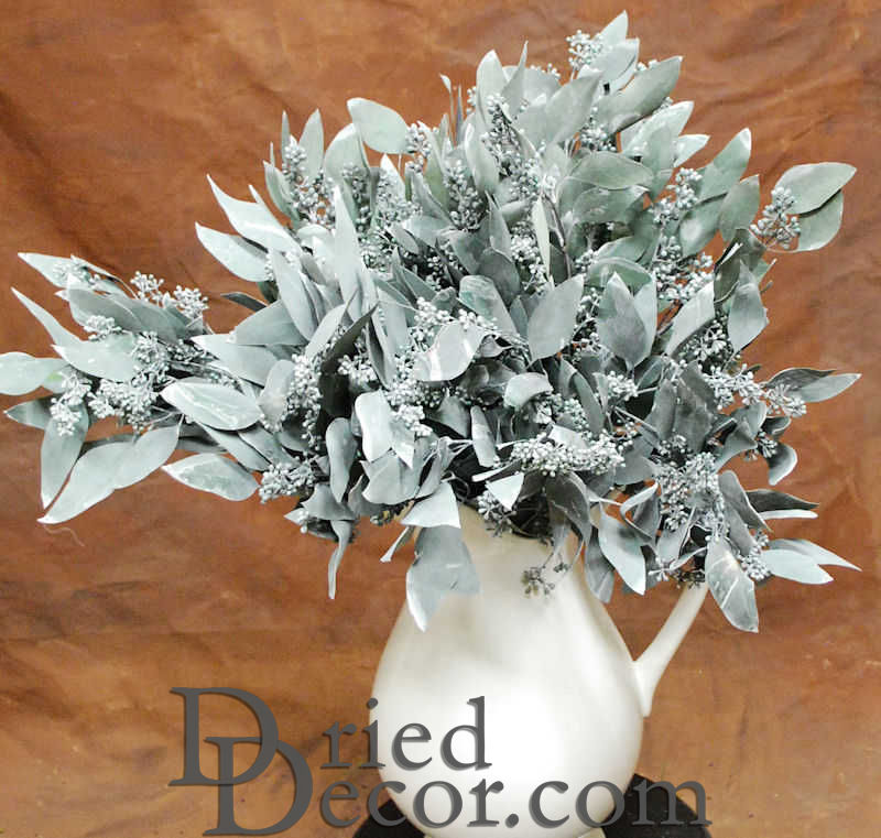 Preserved Seeded Eucalyptus Branches - Colors