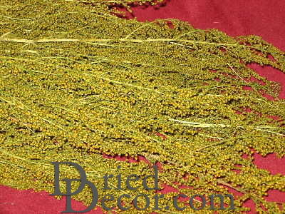 Dried Sweet Annie Flower Bunch | 20 Bunches
