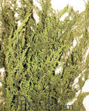 Bulk bunch of natural dried Sweet Annie flowers with green textured foliage.