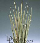 Dried natural sabel palm leaves with long slender blades, ideal for wholesale bulk arrangements.