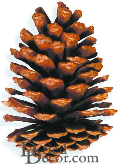Large Slash Pine Cones - Natural