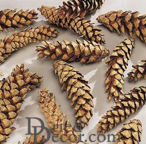 Strobus Natural Pine Cones (White Pine Cones)