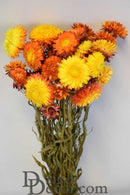 A bouquet of dried strawflowers featuring shades of yellow and red.