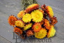 Bulk dried natural strawflowers bouquet in warm sunset tones with yellow and orange petals.