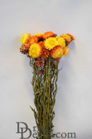 Bulk dried natural strawflowers bouquet in warm sunset tones with long stems.