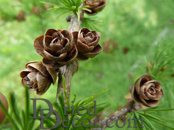 Tamarack Cones - Natural