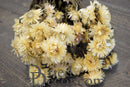 Bulk dried natural strawflowers bouquet in soft white tones with delicate papery petals.