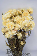 A bunch of dried white strawflowers arranged in a vase.