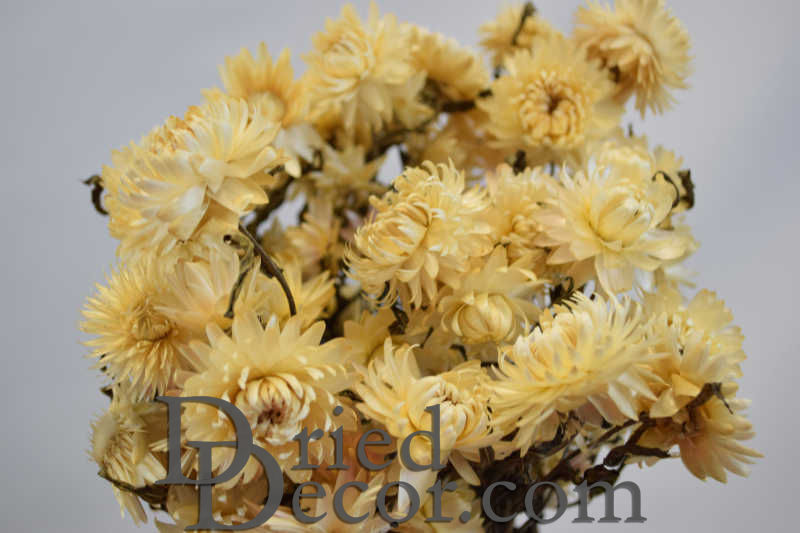 Dried Strawflowers Bouquet | 20 Bunches| White (Neutral)