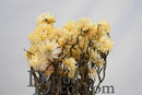 Bulk wholesale dried strawflowers bouquet in natural white tones with textured petals.